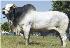 Raca: nelore padrao (corte) rgd: col a2095